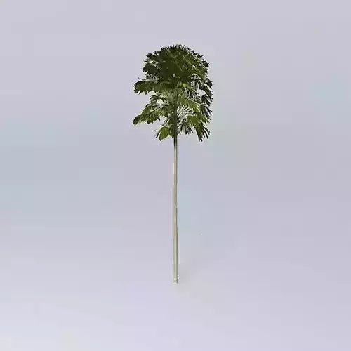 Australian Cabbage Palm Livistona australis 2