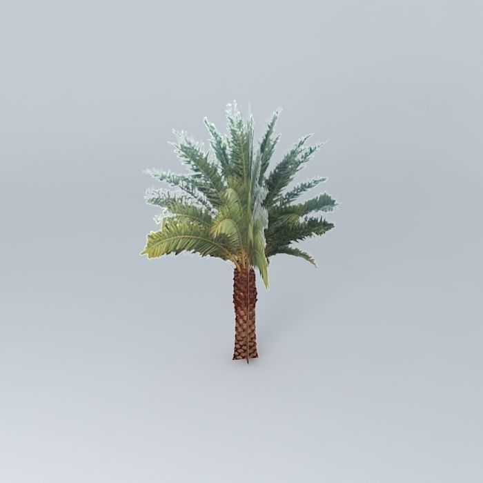 Sylvester Date Palm Tree Free 3D model_2
