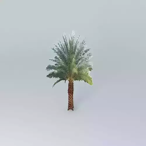 Sylvester Date Palm Tree