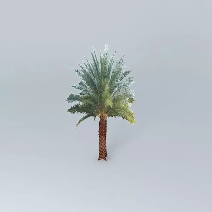 Sylvester Date Palm Tree Free 3D model_0