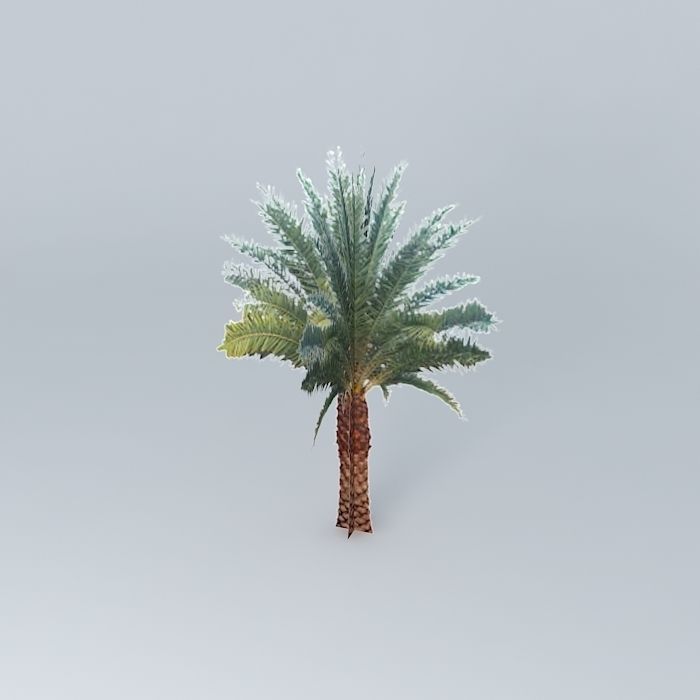 Sylvester Date Palm Tree Free 3D model_1