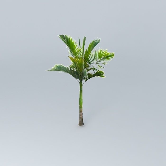 King Palm Tree Free 3D model_2