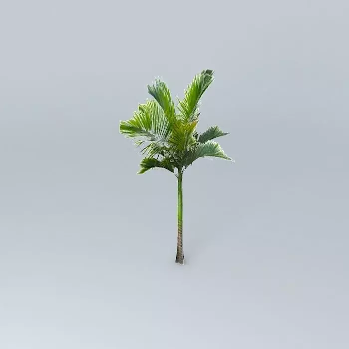 King Palm Tree Free 3D model_0