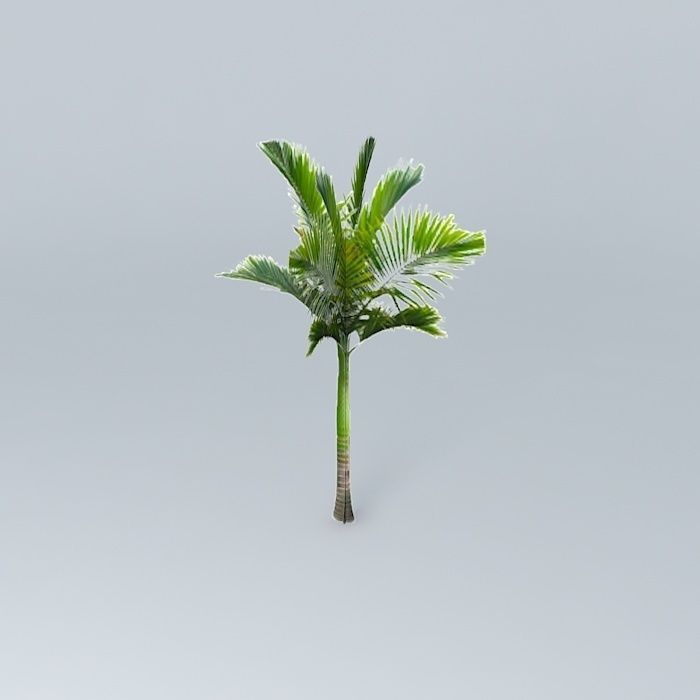 King Palm Tree Free 3D model_1