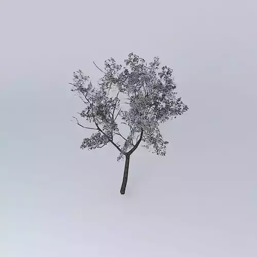 3D Tree