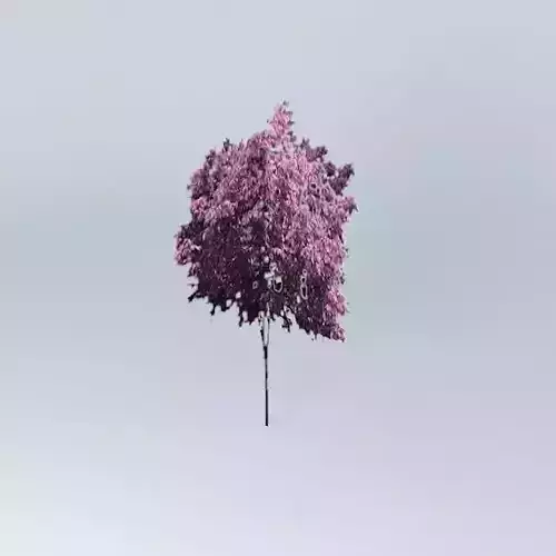Purple Cherry Tree