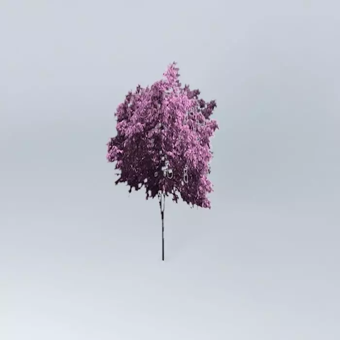 Purple Cherry Tree Free 3D model