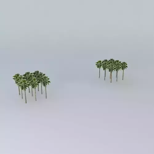 Brisbane Suncorp Stadium Palm Trees entrance