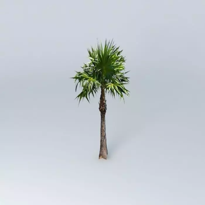 Florida Tatch Palm Tree Free 3D model