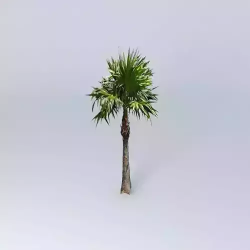 Florida Tatch Palm Tree