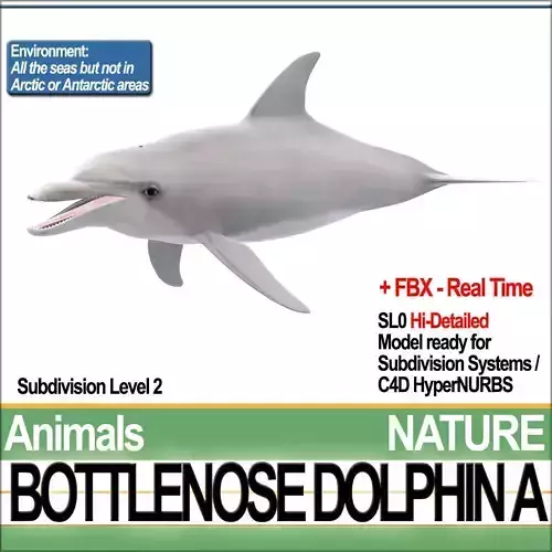 Bottlenose Dolphin A 3D model