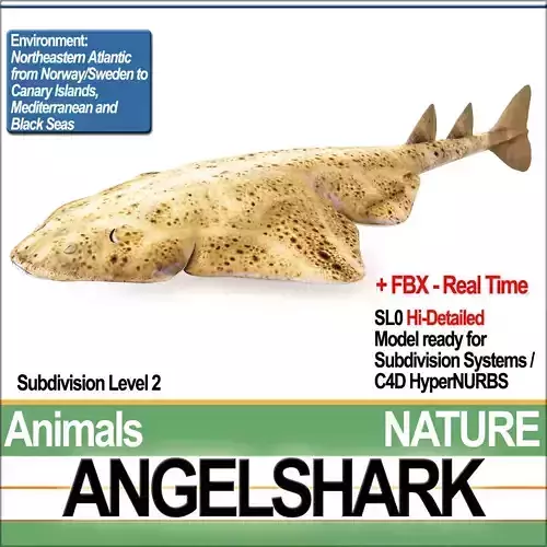 Angelshark Squatina Squatina 3D model