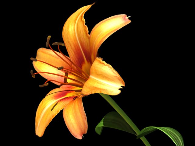 Lilium Davidii 3D model_8