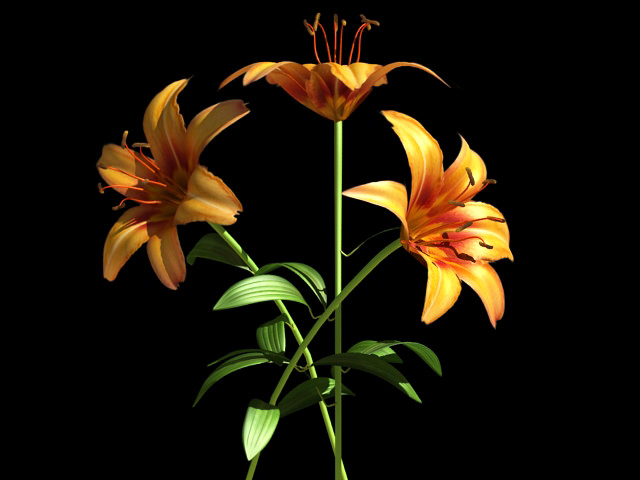 Lilium Davidii 3D model_7