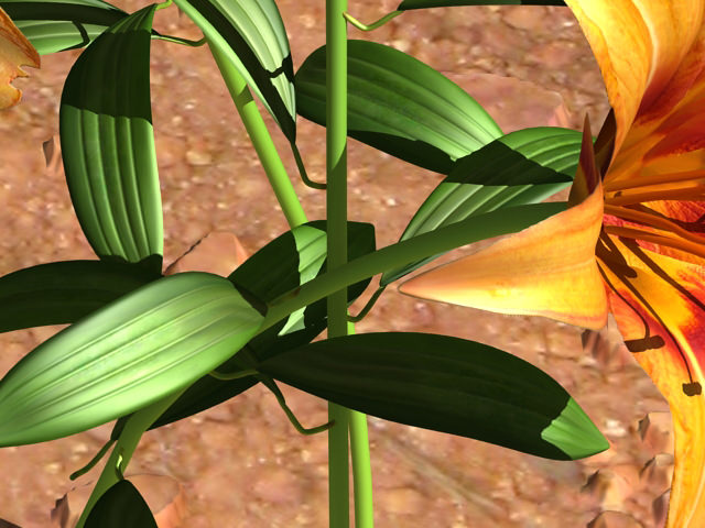 Lilium Davidii 3D model_5