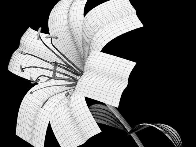 Lilium Davidii 3D model_9