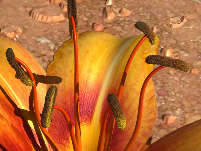Lilium Davidii 3D model_3