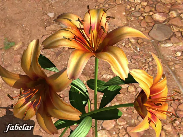 Lilium Davidii 3D model_0