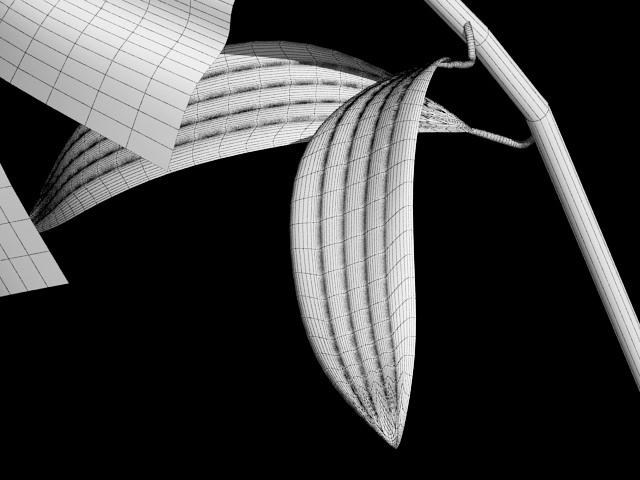 Lilium Davidii 3D model_11