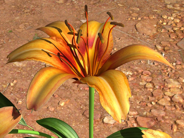 Lilium Davidii 3D model_2