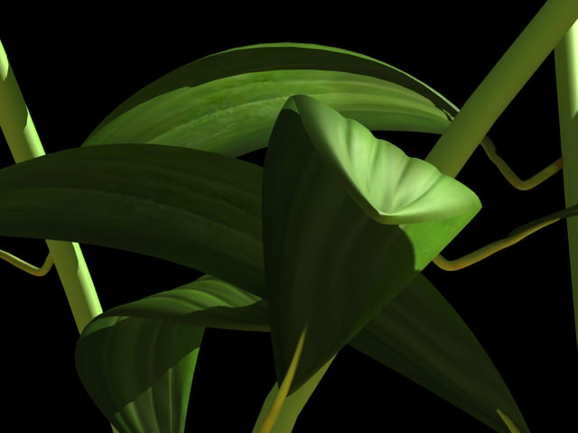 Lilium Davidii 3D model_6