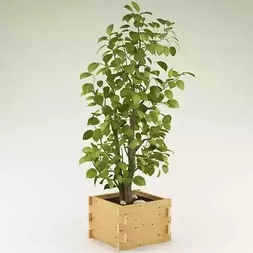 Plant 01 3D model