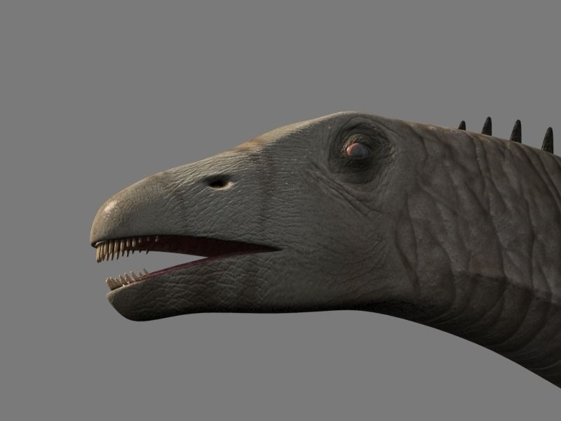 Real Life Diplodocus Dinosaur - Animated 3d model 3D model_23