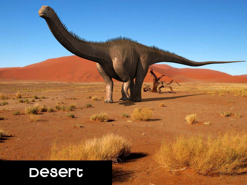 Real Life Diplodocus Dinosaur - Animated 3d model 3D model_32