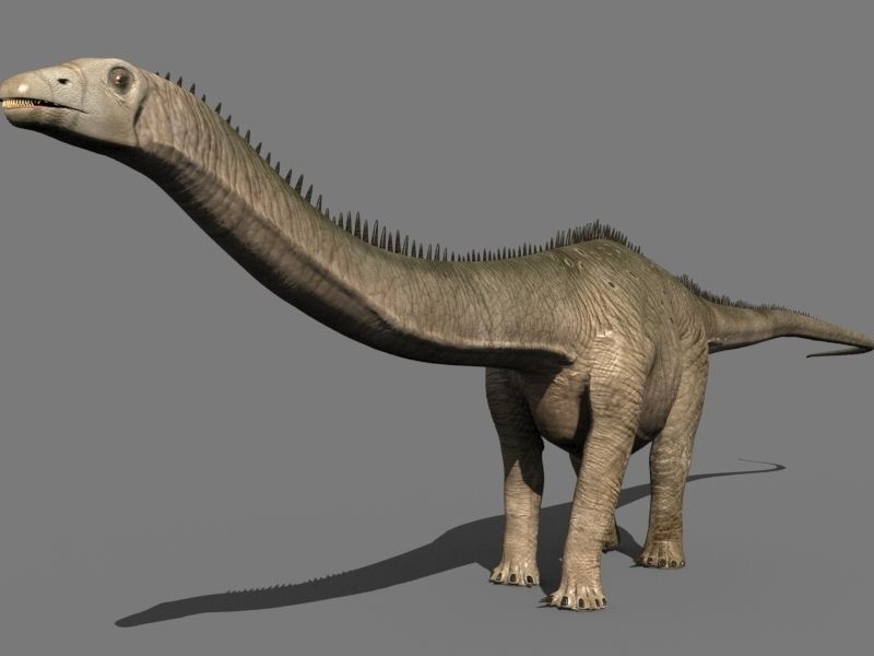 Real Life Diplodocus Dinosaur - Animated 3d model 3D model_25