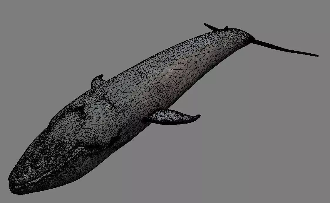 Big Blue Whale Free 3D model