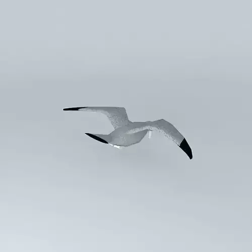ARGO flying seagull 3D model