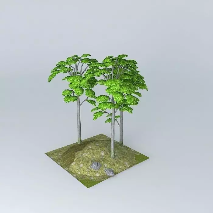 european Breech Fagus sylvatica 3D model_0
