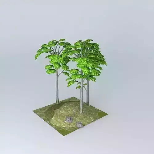 european Breech Fagus sylvatica 3D model