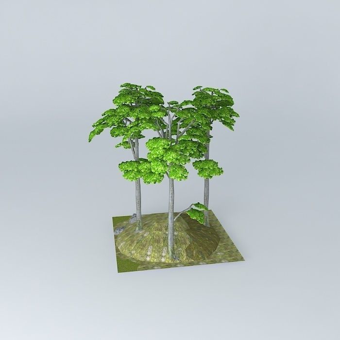 european Breech Fagus sylvatica 3D model_2