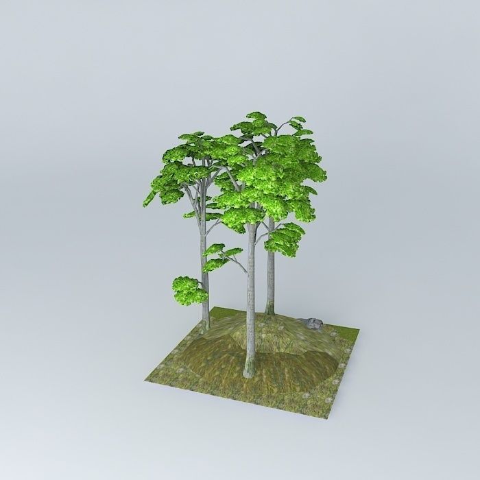 european Breech Fagus sylvatica 3D model_1