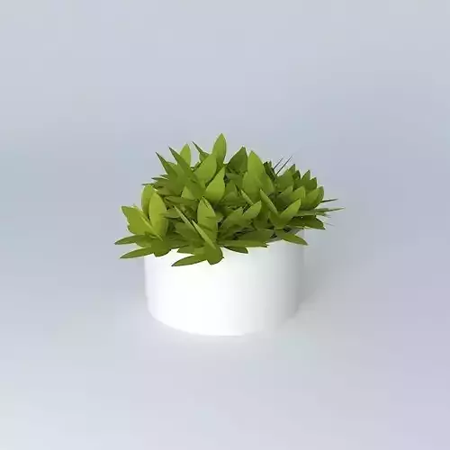 wtcbush plant in pot