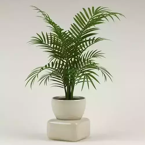 Plant 08