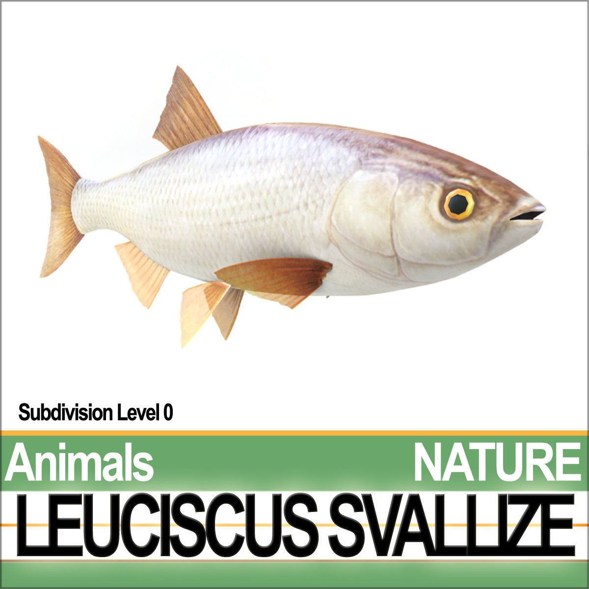 Leuciscus Svallize 3D model_3