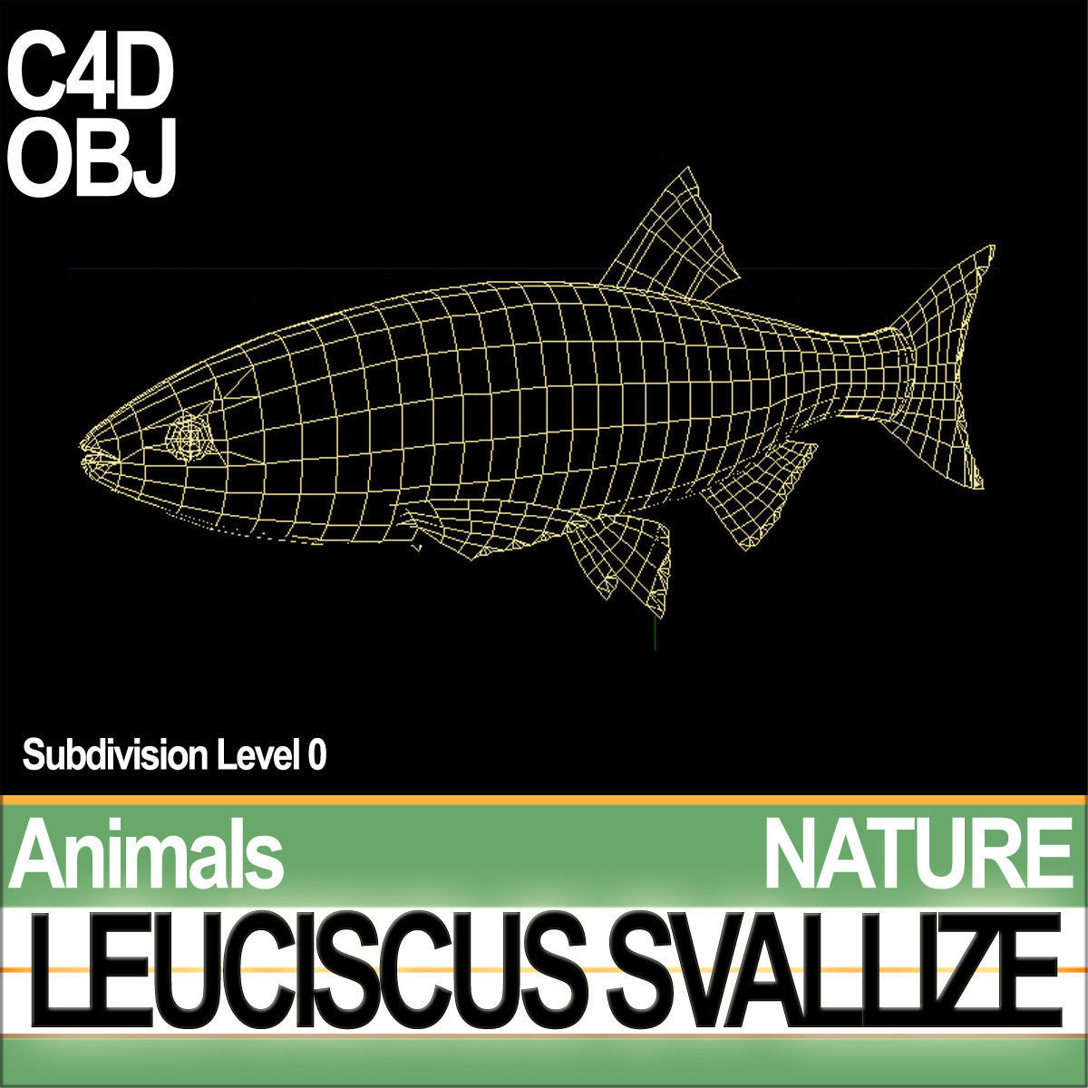 Leuciscus Svallize 3D model_4