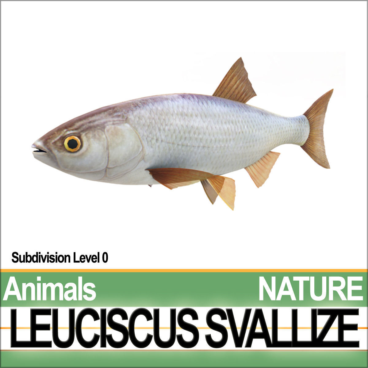 Leuciscus Svallize 3D model_2