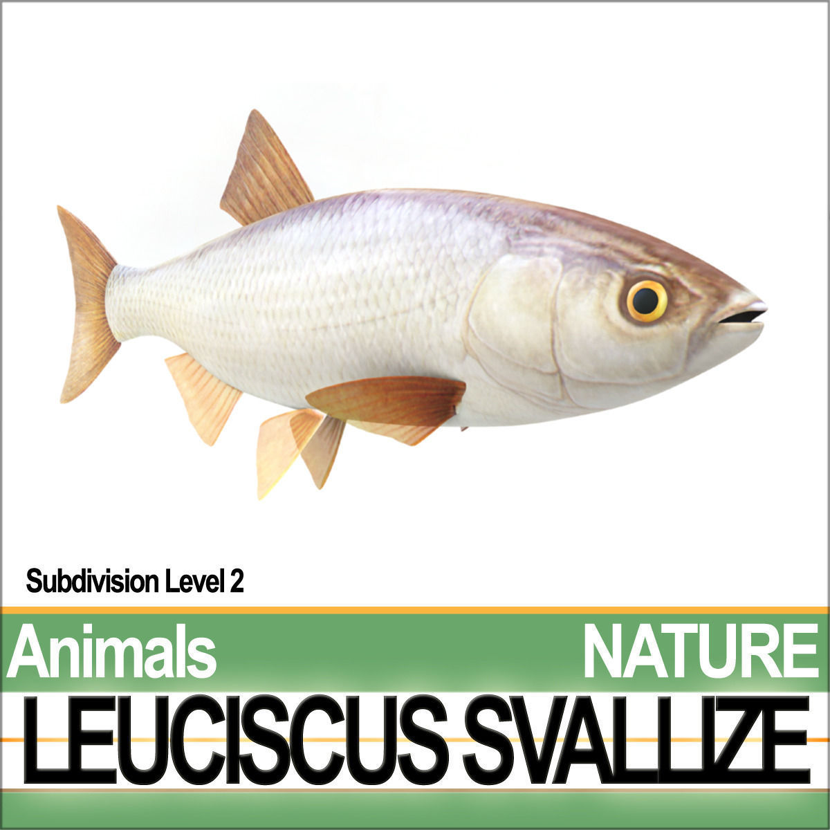 Leuciscus Svallize 3D model_1