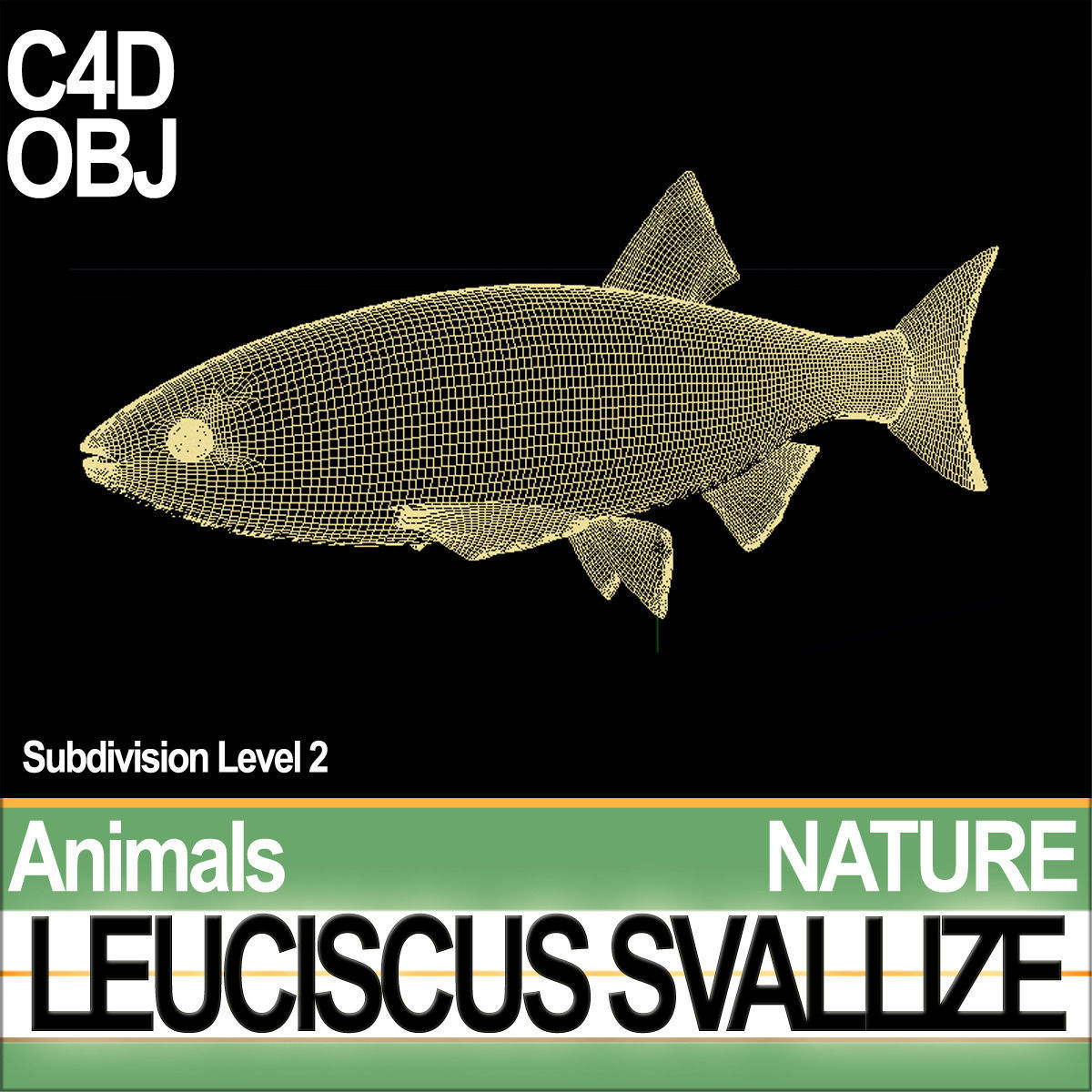 Leuciscus Svallize 3D model_5