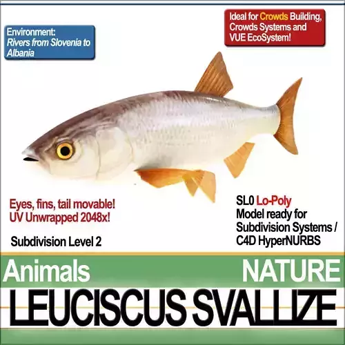 Leuciscus Svallize 3D model
