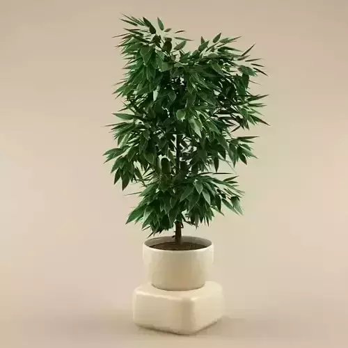 Plant bamboo