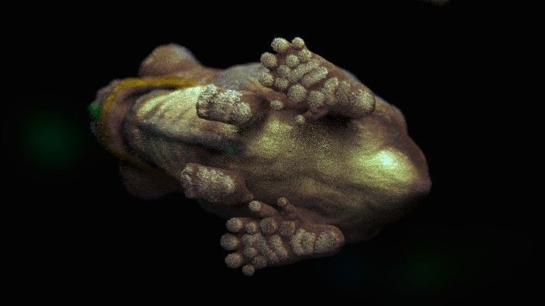 little alien reptile creature RIGGED 3D model_3