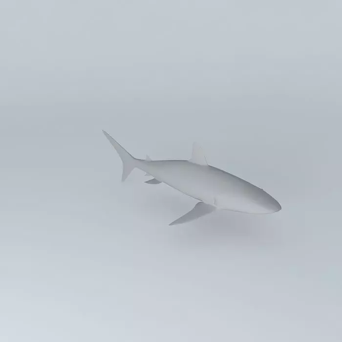 Shark 3D model_0
