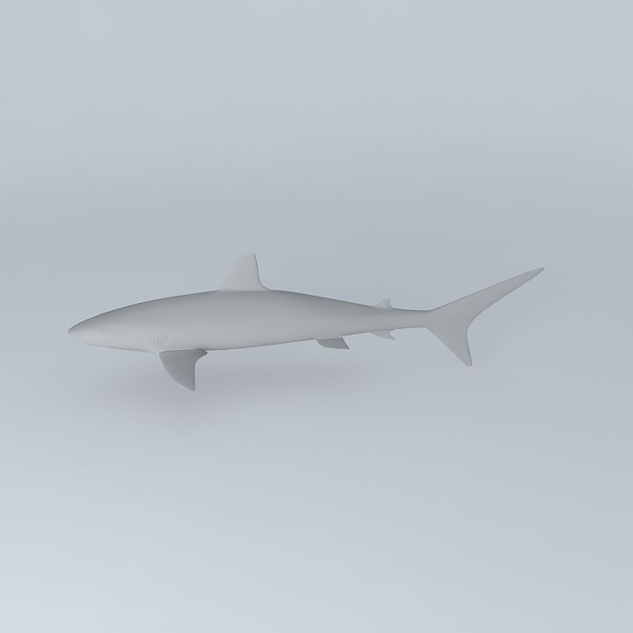 Shark 3D model_2