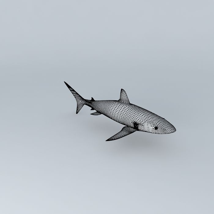 Shark 3D model_3
