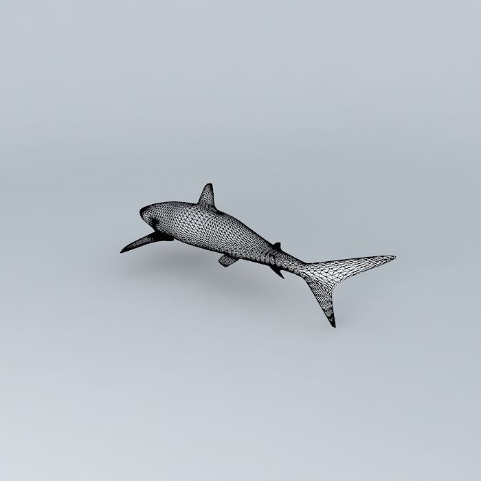 Shark 3D model_4