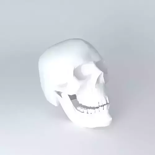 Skull 3D human